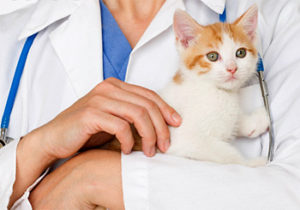доктор держит кошку