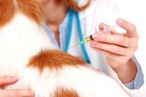 ветеринар делает прививку щенку