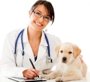 ветеринар и собака
