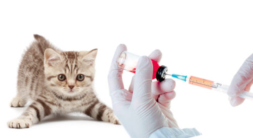 ветеринар делает котёнку прививку