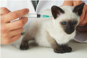 ветеринар делает прививку сиамскому котёнку