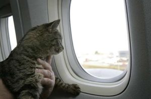 кошка в самолёте