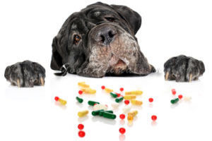 собака и таблетки