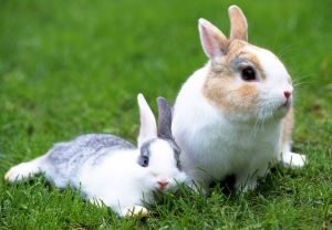 два кролика сидят на траве