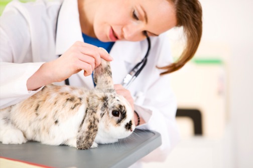 врач делает кролику прививку