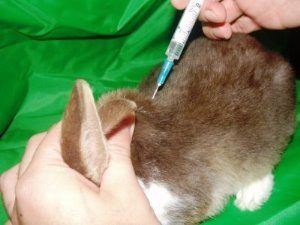 прививка кролику в холку