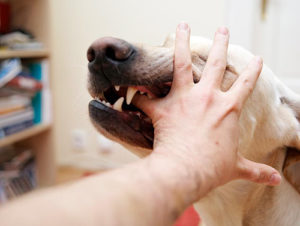 собака кусает за руку