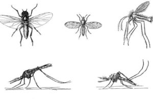 комары и мошки рисунок