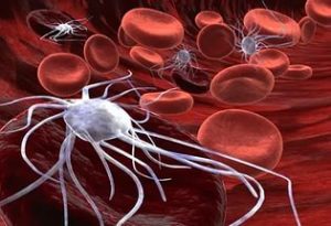 возбудитель Ку-лихорадки в клетках крови рисунок