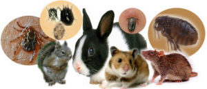 переносчики туляремии: кролики, мыши, белки и другие животные