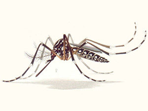 комар рода Aedes aegypti, рисунок