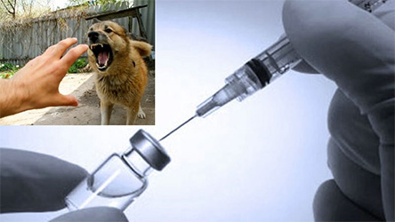прививка от бешенства укушенному собакой человеку