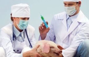 ветеринары лечат свинью