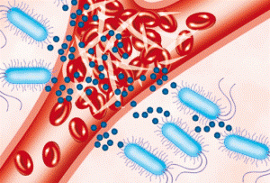 бактерии, проникающие в кровь, рисунок