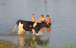 люди и корова купаются рядом в реке