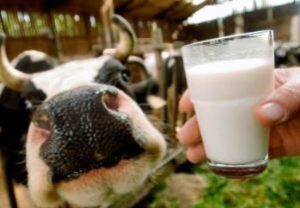 корова и стакан молока — источник бруцеллёза