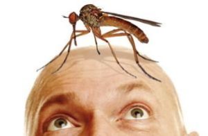 комар сидит на лбу человека
