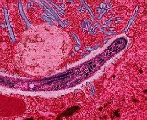 малярийный плазмодий под микроскопом