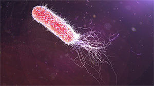 как выглядит бактерия под микроскопом