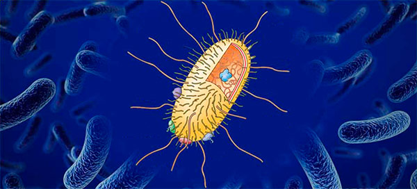 бактерия bordetella pertussis